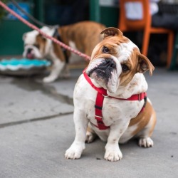 thedogist:Agnes & Gunner, English Bulldogs