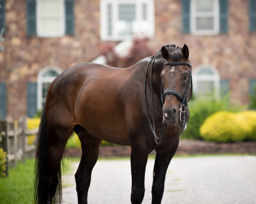 all-the-horses: Olivi Jazz x Halla Utopia Dutch Warmblood, Stallion 16.3hh Born 1996