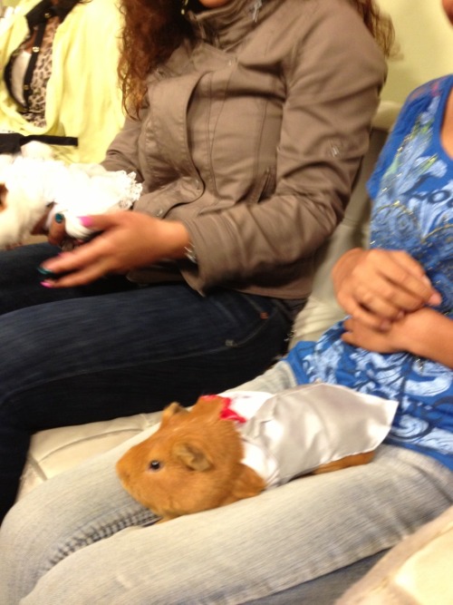 redhi-c:  Chaz Pancake (the red one) was in a guinea pig fashion show on Good Day Sacramento this mo