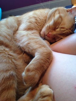 thc-kittyy:  leo was sleeping on my leg