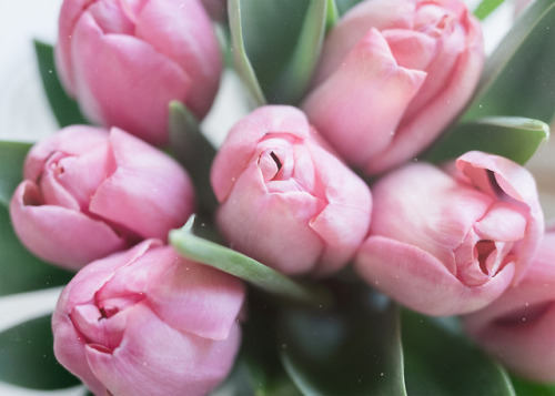 March 2018Dreamy tulips…and Fujifilm x70 is a dreamy camerahttps://www.instagram.com/maijulin