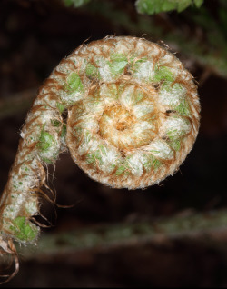 nybg:  scinerds:   Black Spleenwort Fern