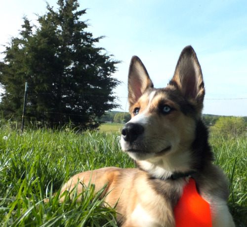 husky mix