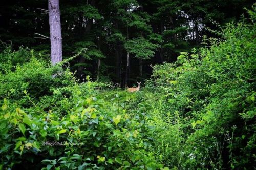 I have been so blessed to see as many deer as I have this past week. They are a magickal reminder an