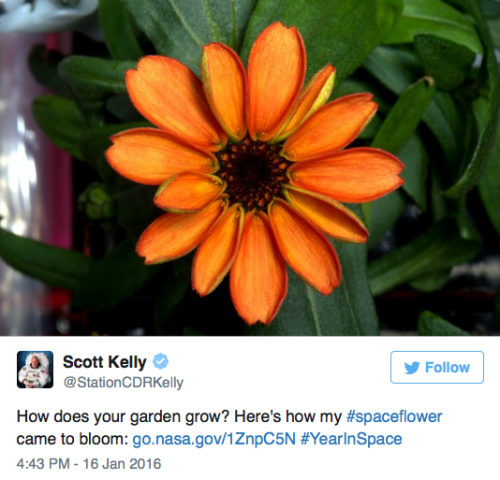 micdotcom:  the-future-now:  Behold: The first flower grown in space Space. The empty black vacuum became a little bit brighter on  Sunday after Scott Kelly, a U.S. astronaut aboard the International  Space Station, tweeted an image of the first flower