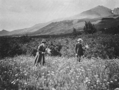 ontheedgeofdarkness:Chansonetta Stanley EmmonsWild Flowers, Estes Park, Colorado, c. 1931Taken from 