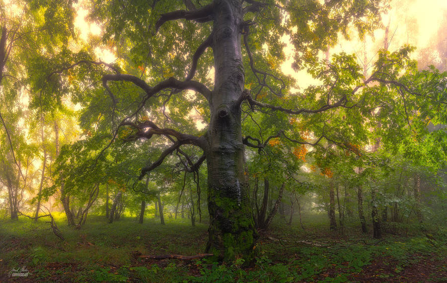 landscape-photo-graphy:  Enchanting Forests Photography Illuminate Autumn’s Beauty