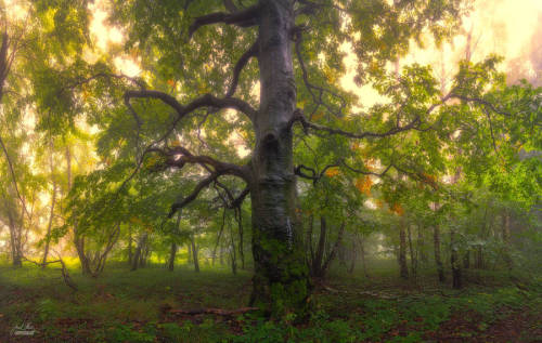 Porn photo landscape-photo-graphy:  Enchanting Forests