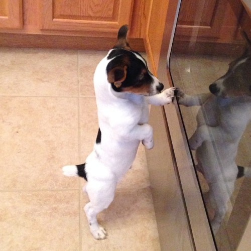 &ldquo;Are the protein cookies done yet?&rdquo; #fitness #diet #health #cooking #puppy