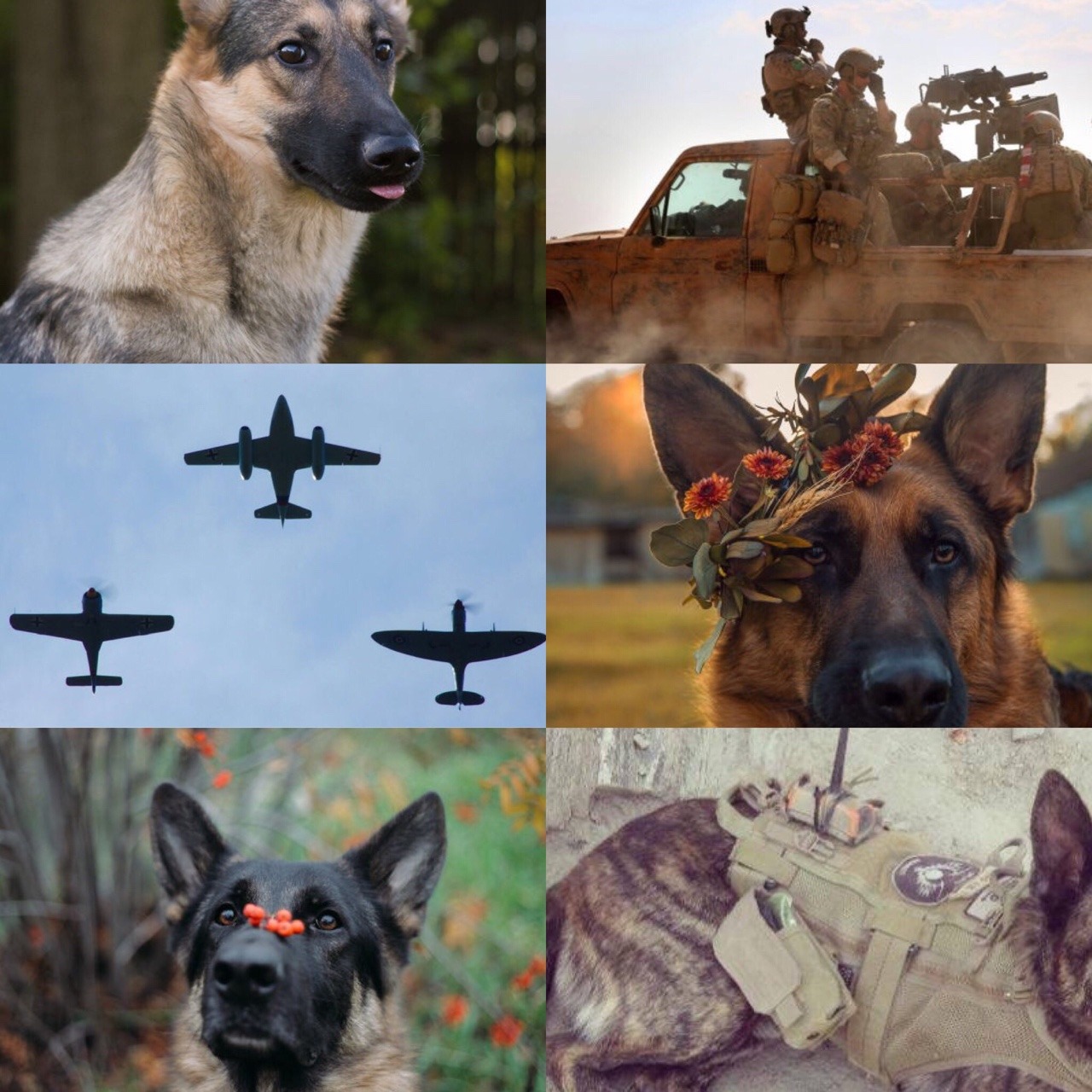 ✧ German Shepherd MWD Aesthetic ✧