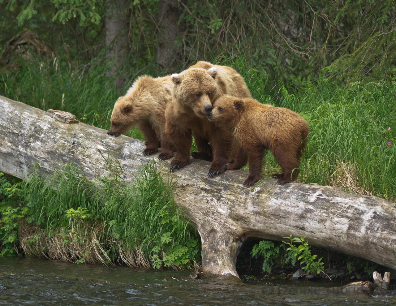 fuck-yeah-bears:  Memories &amp; Smiles by Debbie Tubridy