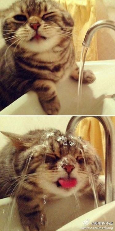 sticksandstoneschainsandmoans:  govimbly:  Happy National Cat Day!   Nothing to do with kink, but this cheered me up, happy cat day! 