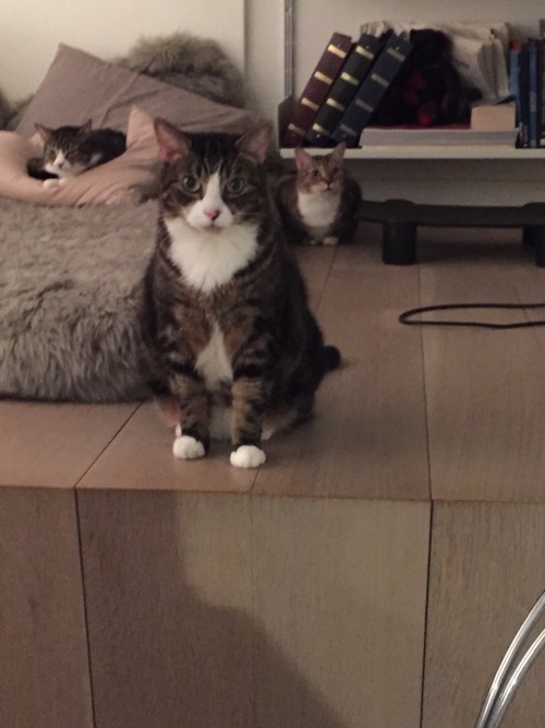 The Babies.