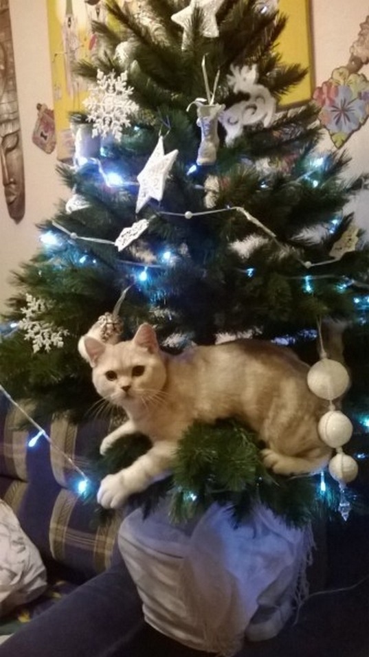 Why Do Cats Like Christmas Trees? Part 12