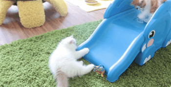 palepinkcuffs:  sara-meow:  Kittens Slide Down Elephant’s Trunk   