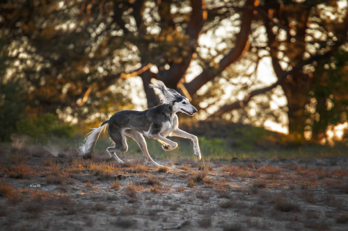 windhund