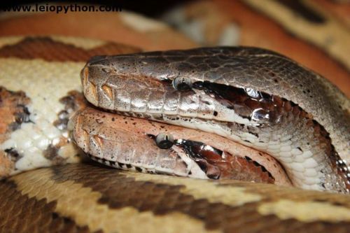 aspidelaps:  clockwork-serpent:  Leiopython.com  hey baby lemme squash ur head with mine gurl u look