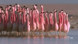 ghostgif:  anti-social-texting:  flamingos really piss me off like what the hell are they doing?????