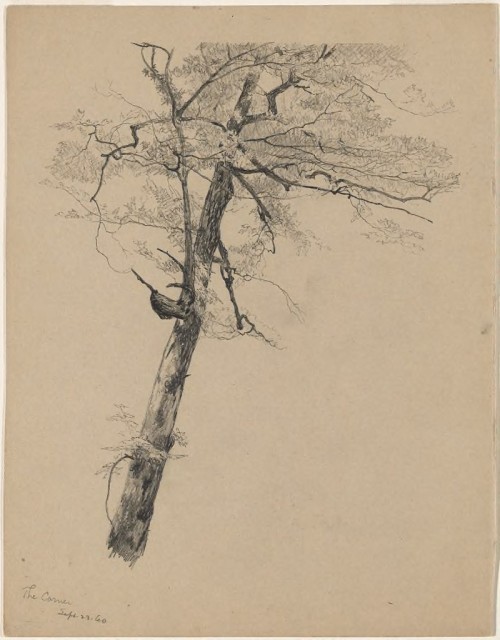 harvard-art-museums-drawings: Tree at The Corner, Jervis McEntee, September 23, 1860, Harvard Art Mu