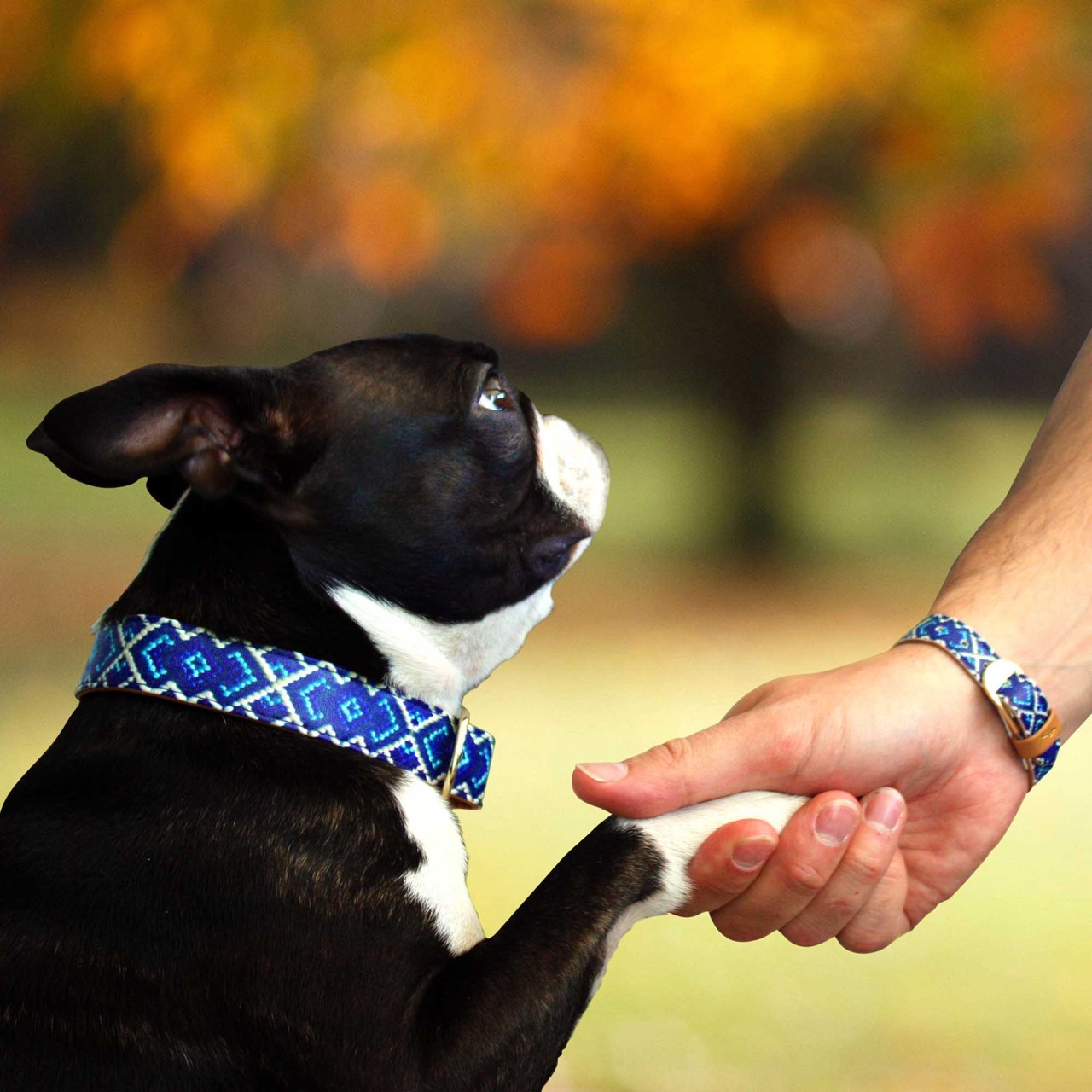 finnandfarah:  omfg y’all. FRIENDSHIP COLLARS.  HOLD THE PHONE, ORDERING IMMEDIATELY. 