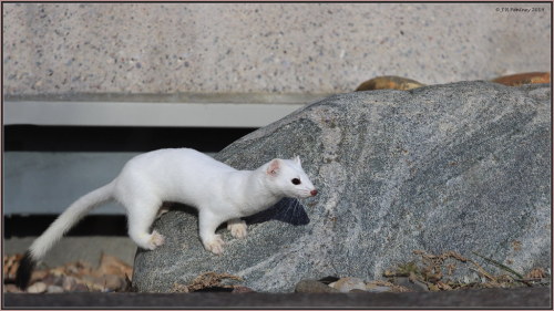 LongTailedWeasel_90D_3394 by CrzyCnuk flic.kr/p/2hQy77C