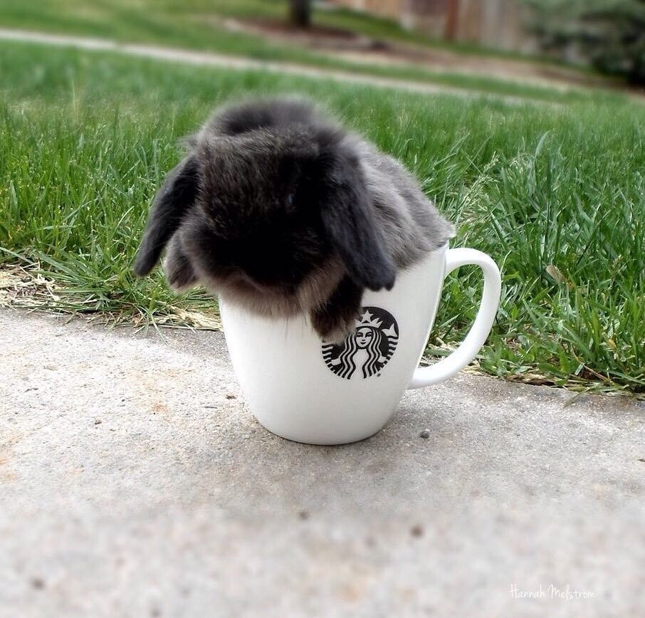 ladyoleighander:  adorable-bunnies:  ❤️  Oh my God.