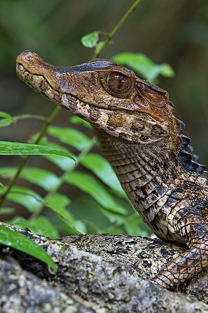 libutron:
“ Dwarf Caiman - Paleosuchus palpebrosus
Also named Cuvier’s Smooth-fronted Caiman, Paleosuchus palpebrosus (Crocodylia - Alligatoridae) is a small, South American caiman, found near rivers and inundated savanna areas. This species is the...