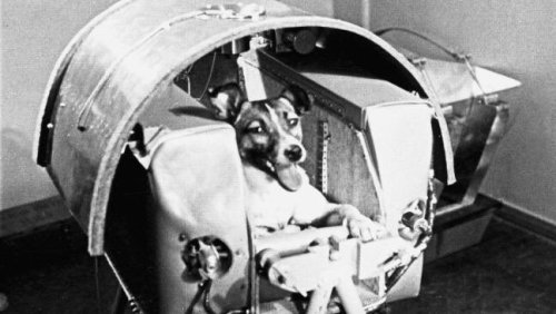 animalrates:  more animals rated here   Laika c. 1954 – November 3, 1957) was a Soviet space dog who became one of the first animals in space, and the first animal to orbit the Earth. Laika, a stray dog from the streets of Moscow, was selected to be