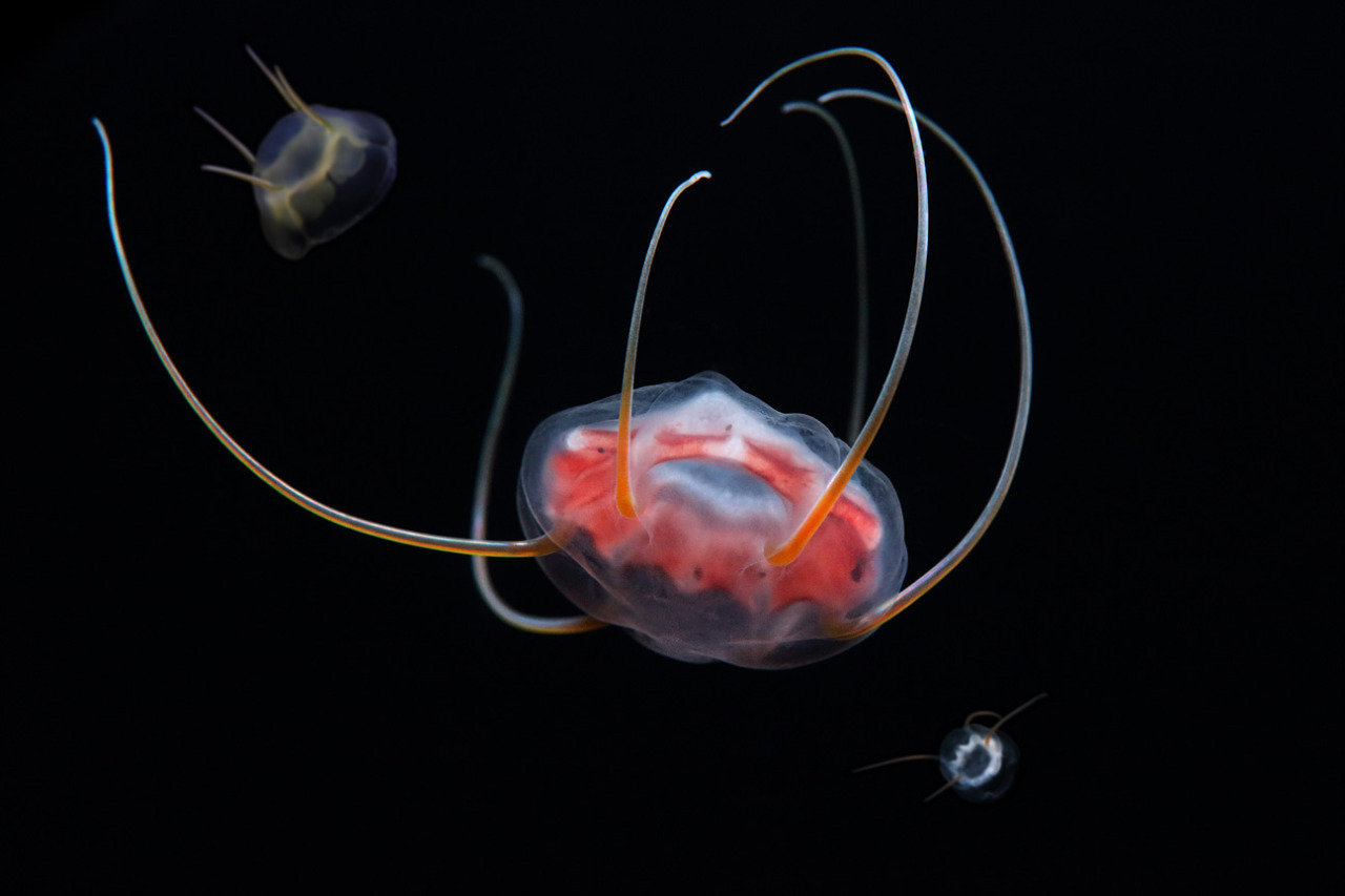 Looking for aliens? Thanks to our partners at the Monterey Bay Aquarium Research Institute (MBARI), you can now find them in our Jellies Experience exhibition! As you can see, the large Aegina jelly in the center looks different than the others–and...