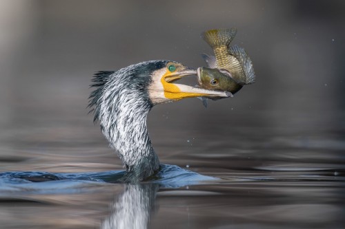 “Great cormorant,”by Tzahi Finkelstein Bird Photographer of the Year competition 