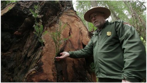 bbcnewsus:  Poachers chop at redwood trees to earn money for drugs Some of the tallest trees in the world are under threat from poachers who have found an unlikely target.  Huge knots of wood, or burls, which grow out of ancient redwood trees in northern