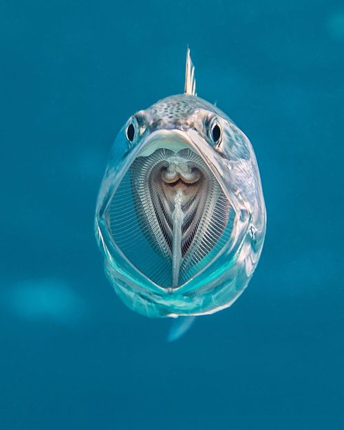 blunt-science: A See-Through Striped Mackerel Via Underwater Photographer Alex Mustard. @alexmusta