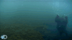 discovery:  This is how kodiak bears fish underwater » http://bit.ly/1bgiO2q