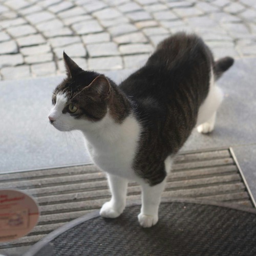 prettycakemachine:I have really missed my breakfast cats on this trip, but I met some nice German ki