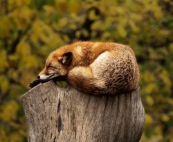 beautiful-wildlife:  Firefox by Fredrik Kadesjö