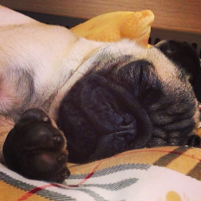 ihugpugs:  Dog Lover Shirts: http://bit.ly/1sIvs6I 