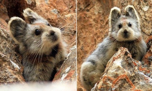 reallifeishorror: The endangered Ili pika hadn’t been seen since 1983, that is, until it was s