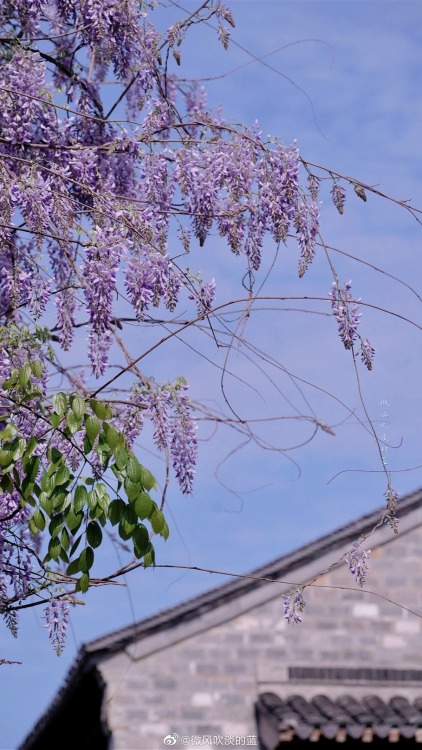 fuckyeahchinesegarden:wisteria blossoms in laomendong, nanjing by 微风吹淡的蓝