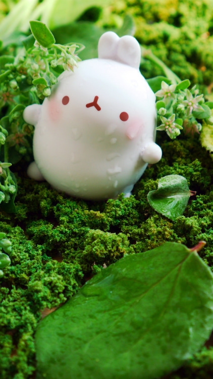 molang