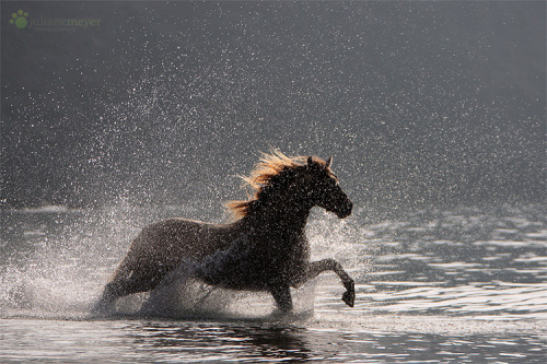 transperceneige:DERROCHE, pure spanish horse, by Juliane Meyer.