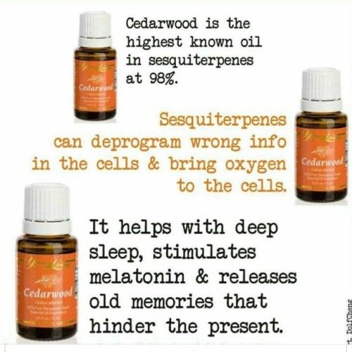 Cedarwood is an extremely affordable oil from Young Living and how can you go without these amazing 