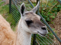 Twycross Zoo 2 by betsyblue How can anyone resist such a face &lt;33333