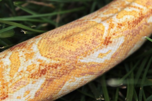 almightyshadowchan:Prudence, 2016 Purple Sharp Albino (Boa imperator)