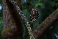 90377:    Western Screech Owl in the Dark