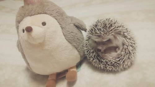 ねー あなたって、全然丸くならないの？ Say&hellip; You don&rsquo;t roll up into a ball at all?