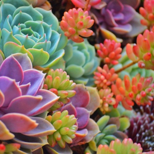 osita-mimi:  Succulents colores neón 