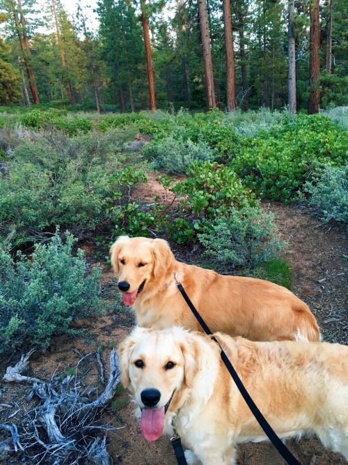 sunnystrong:The best running buds have 4 legs