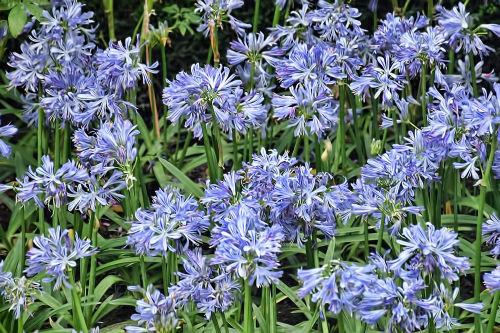 Blue Lily by Choo Yut ShingVia Flickr:At the Flower Field, Flower Dome, Gardens by the Bay.