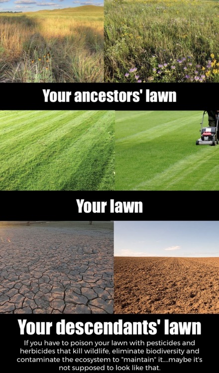 headspace-hotel:headspace-hotel:headspace-hotel:i need y'all to steal and repost my anti-lawn memes to as many pinterest boards and facebook pages as possible wait is there like a lawn care subreddit 