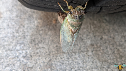 Dog-Day Cicada - Neotibicen canicularisWell, I hinted at this in a very important earlier post that 